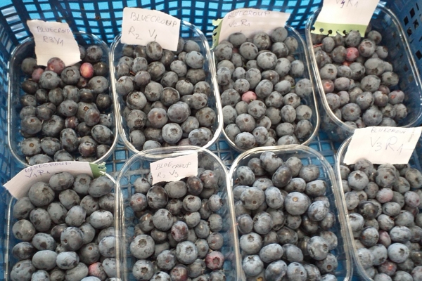 afine-ecologice-pregatire-pentru-depozitarea-in-jannymt36C00C22-9282-0419-0449-015BD88B2851.jpg