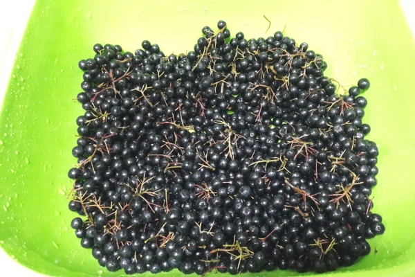 aronia-spalata09C8C972-7434-697D-09D1-99040236DBA3.jpg