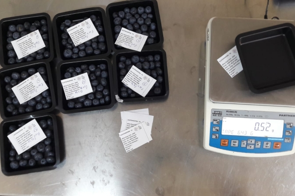 cantarirea-afinelor90088154-CB0C-567B-0457-FA1686CF6F6B.jpg