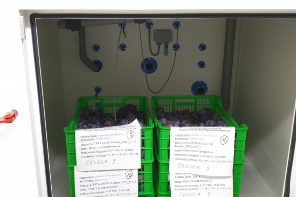 prune-ecologice-depozitate-in-atmosfera-controlataDC3E9F6D-66B5-273E-EBC9-0CF5F848C233.jpg
