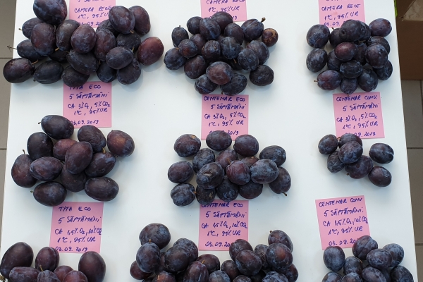 prune-supramaturate-dupa-5-saptamani-de-depozitare3361D929-0B58-68C8-6350-D9033925449D.jpg